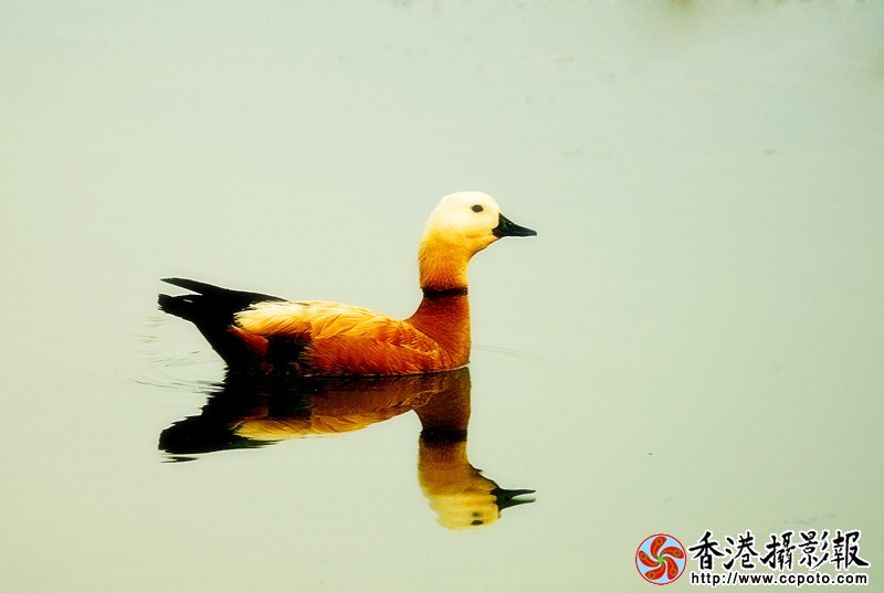 H46R8266_副本.jpg