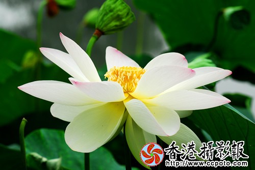 作者：李平、作品：荷花（5）。.jpg
