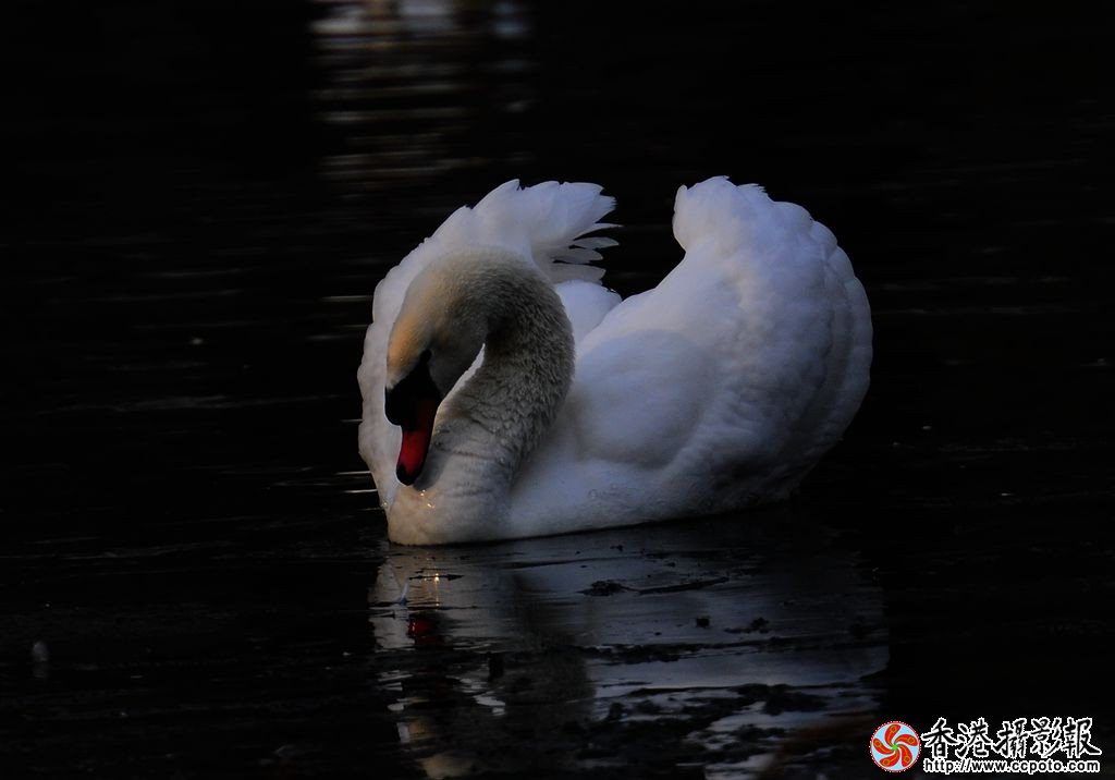 _DSC0565_副本.jpg