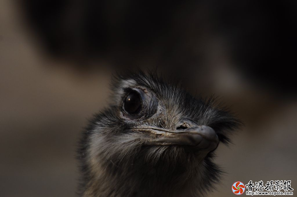 _DSC0692_副本.jpg