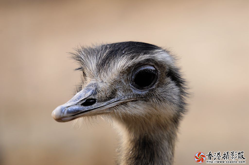 _DSC0685_副本.jpg