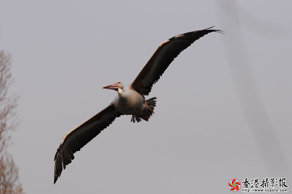 _DSC0489_副本.jpg