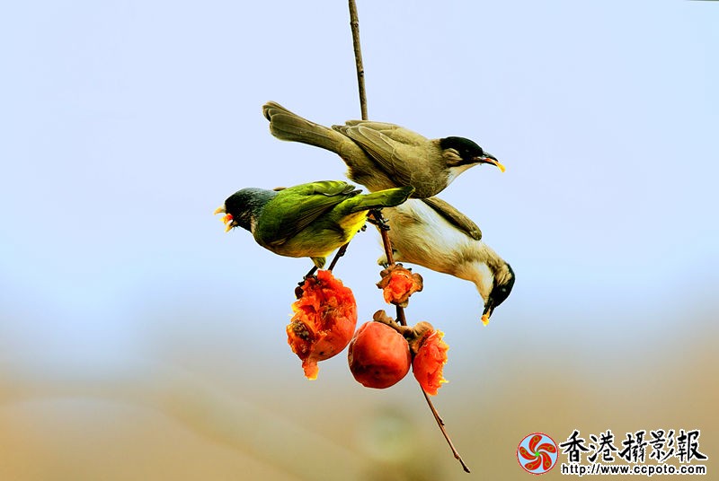 H46R8711_副本.jpg