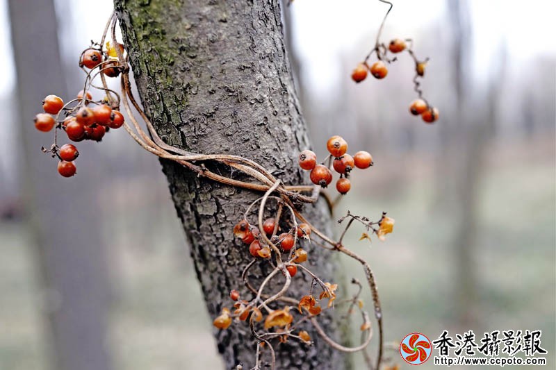 红豆豆1..jpg