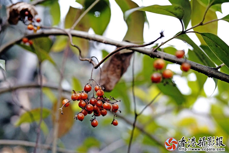 红豆豆2..jpg