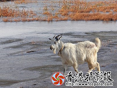 羊年吉祥