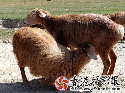 羊年吉祥