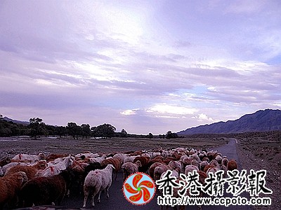 羊年吉祥