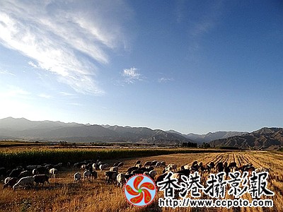 羊年吉祥