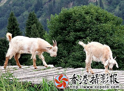 羊年吉祥