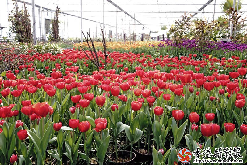 临沂国际花木城采风3..jpg