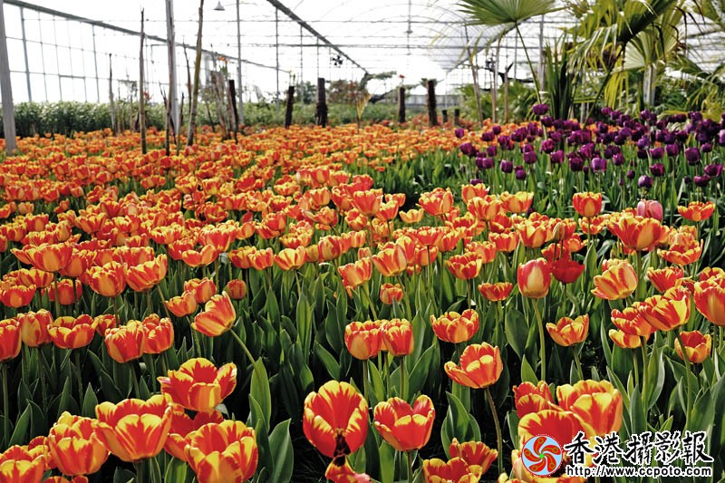 临沂国际花木城采风5..jpg