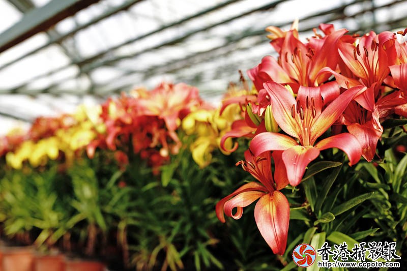 临沂国际花木城采风13..jpg