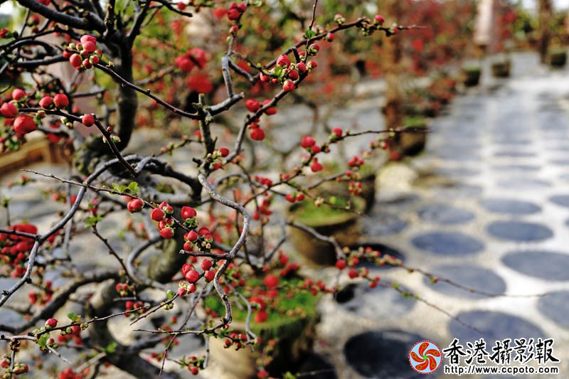 临沂国际花木城采风11..jpg