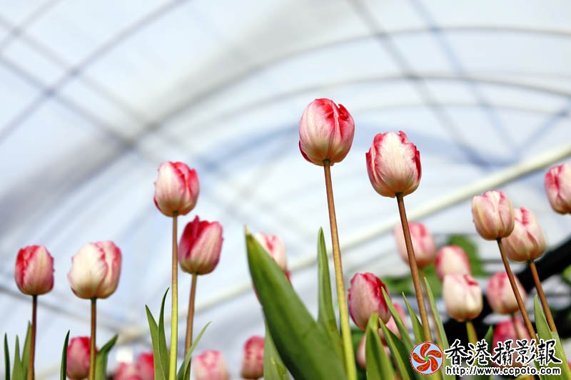 临沂国际花木城采风14..jpg