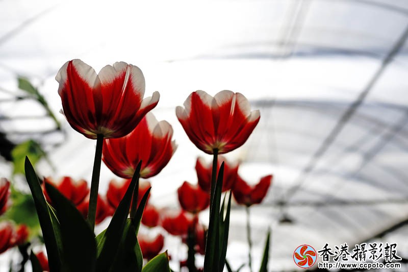 临沂国际花木城采风16..jpg