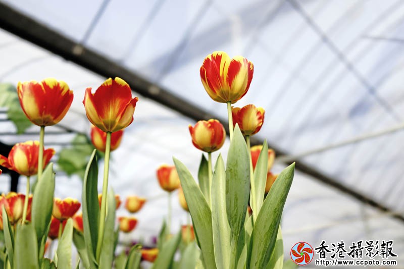 临沂国际花木城采风15..jpg
