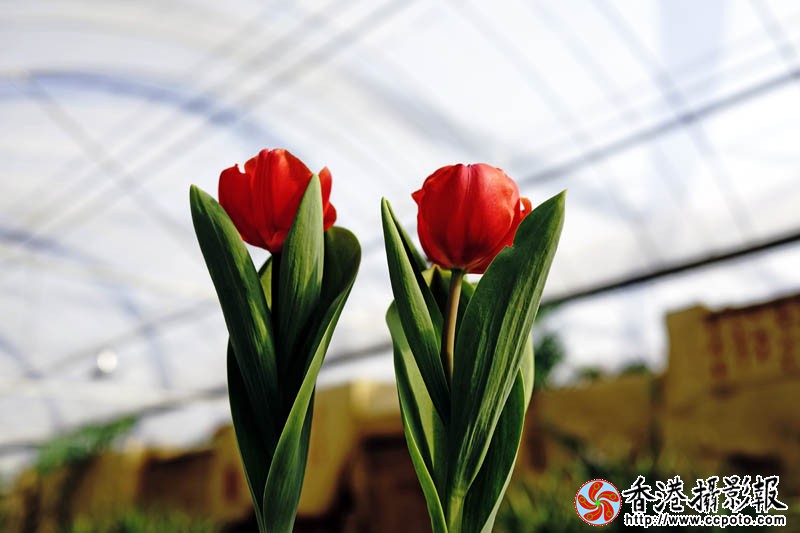 临沂国际花木城采风17..jpg