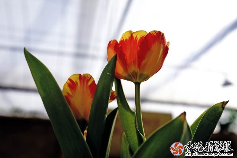 临沂国际花木城采风18..jpg