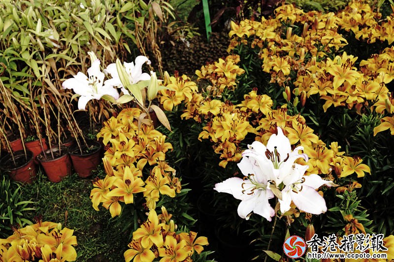 临沂国际花木城采风19..jpg