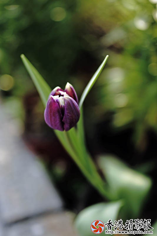 临沂国际花木城采风24..jpg