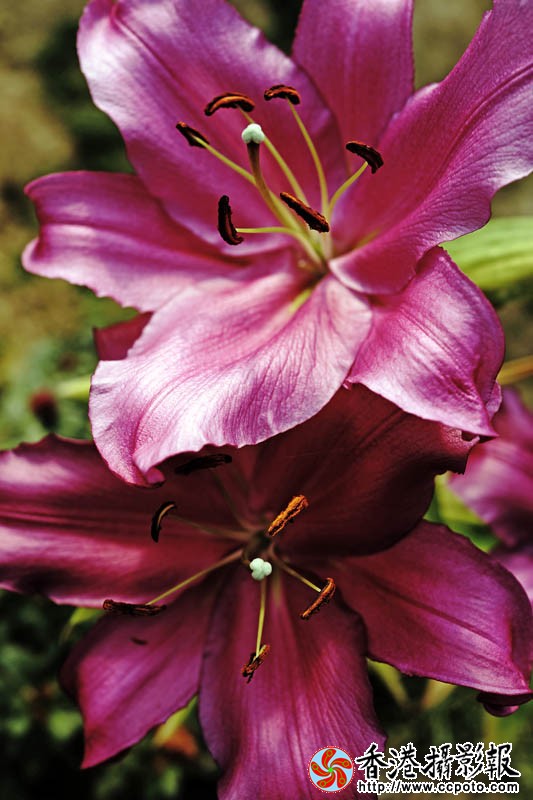 临沂国际花木城采风33..jpg