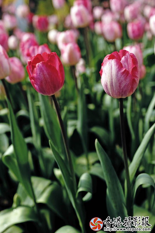 临沂国际花木城采风30..jpg
