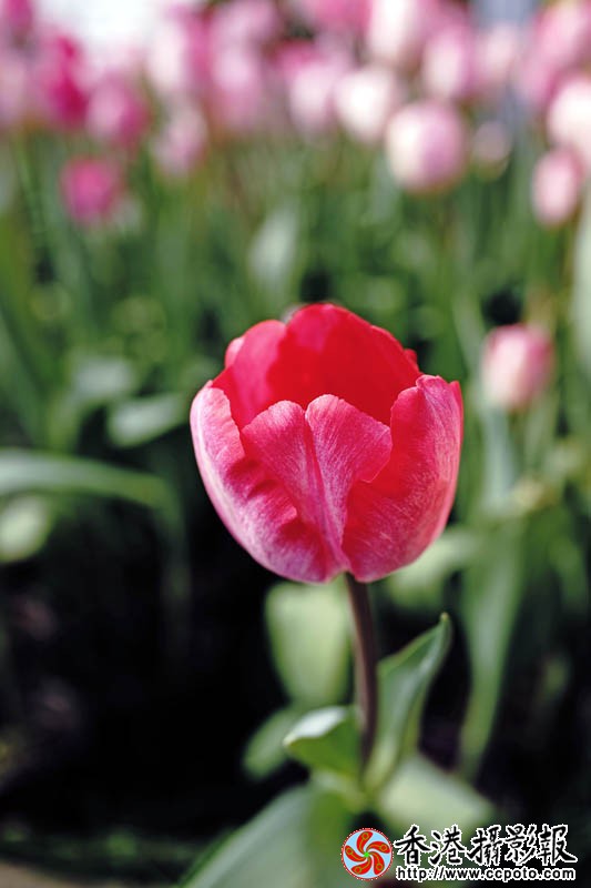 临沂国际花木城采风31..jpg