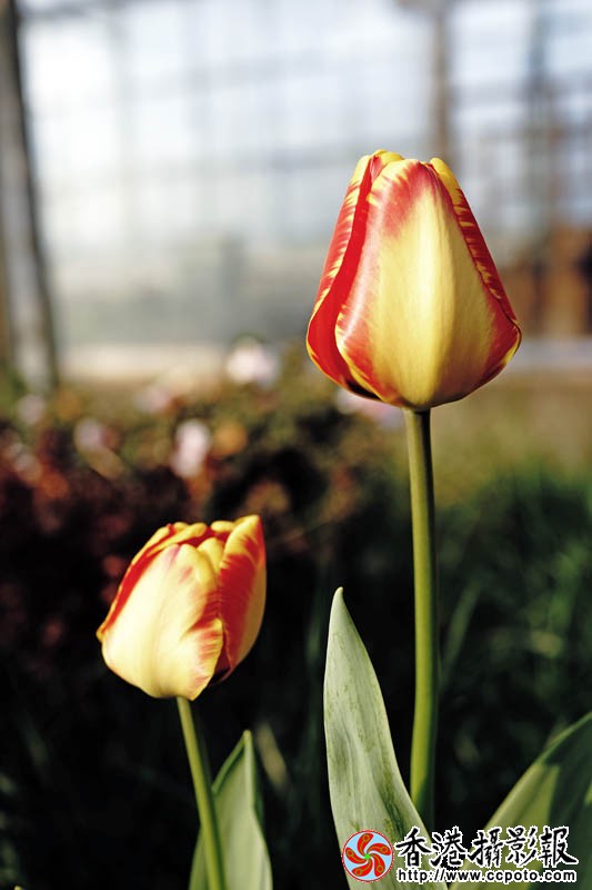 临沂国际花木城采风34..jpg