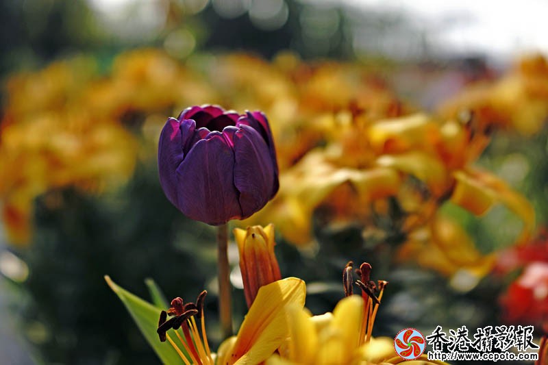 临沂国际花木城采风36..jpg