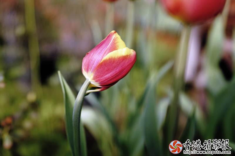 临沂国际花木城采风38..jpg