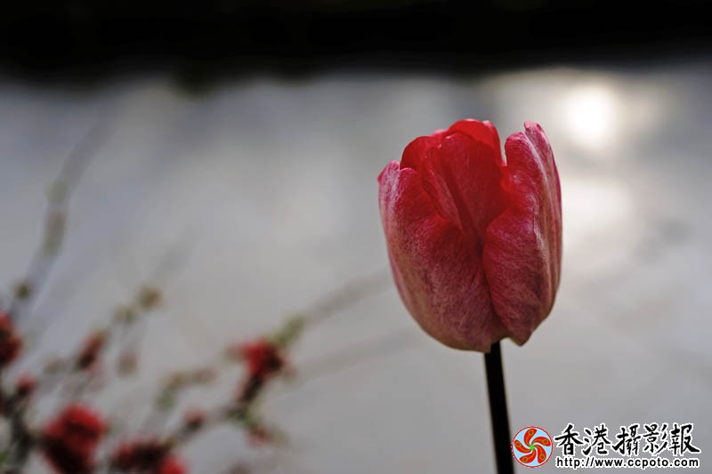 临沂国际花木城采风39..jpg