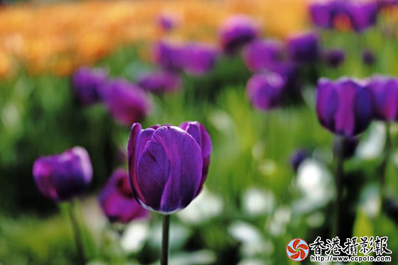 临沂国际花木城采风41..jpg