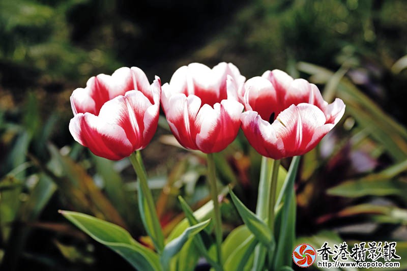 临沂国际花木城采风42..jpg