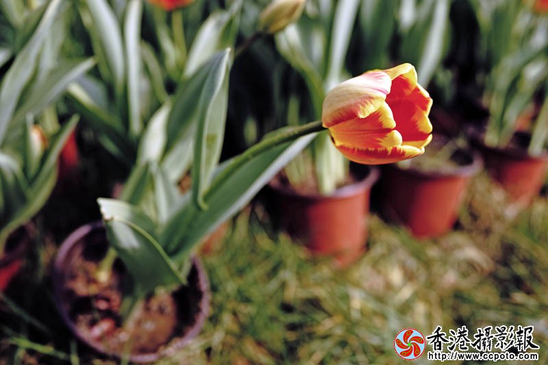 临沂国际花木城采风43..jpg