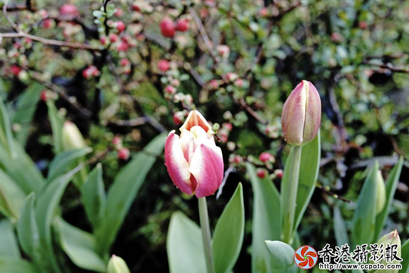 临沂国际花木城采风44..jpg