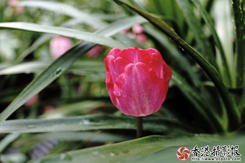 临沂国际花木城采风45..jpg