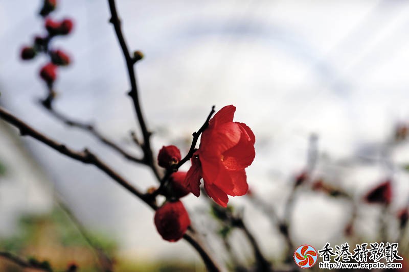 临沂国际花木城采风50..jpg