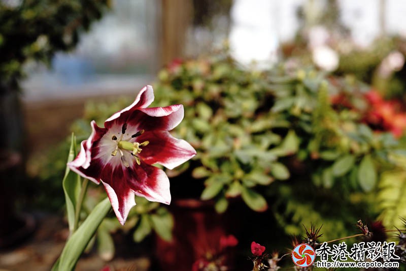 临沂国际花木城采风55..jpg