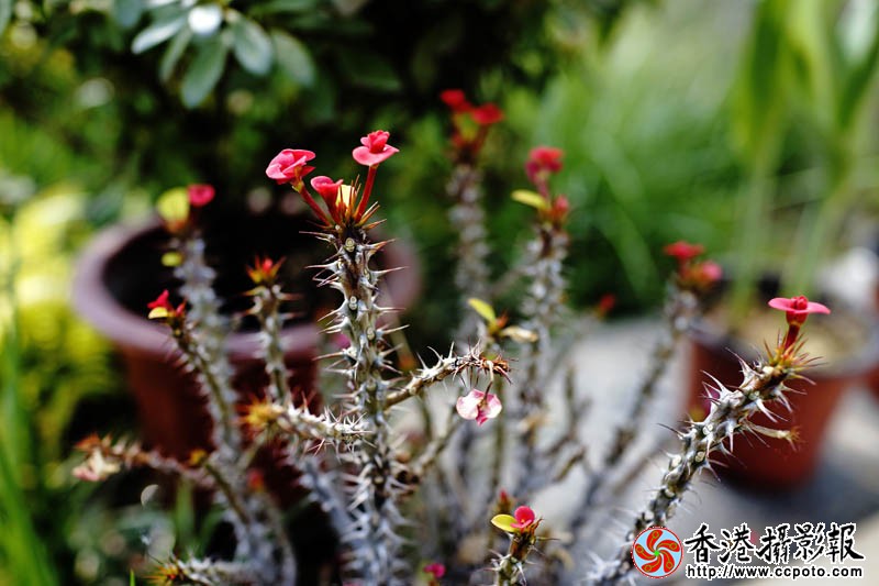 临沂国际花木城采风56..jpg