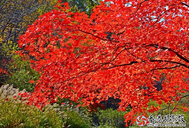 DSC红叶知秋_1088副本.jpg