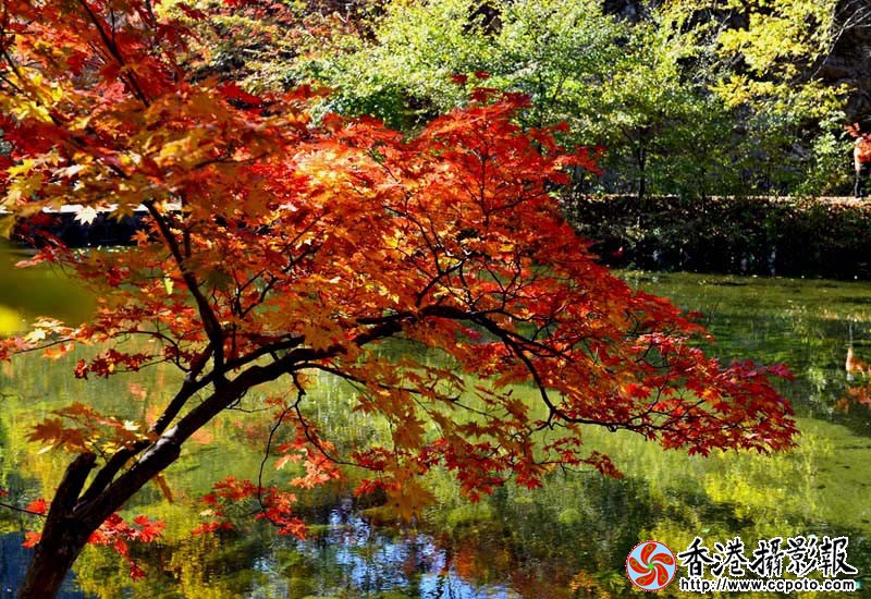 DSC枫叶_0995副本_看图王.jpg