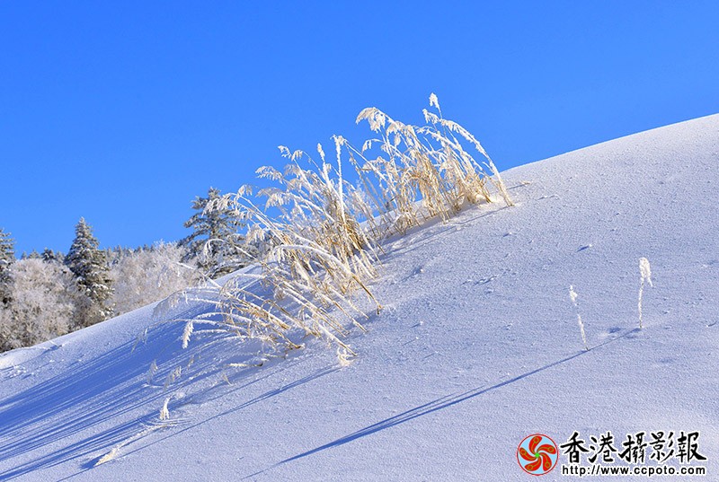 DSC雪韵_3337副本.jpg