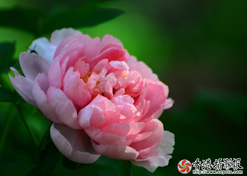 DSC_7162_看图王fb12.jpg