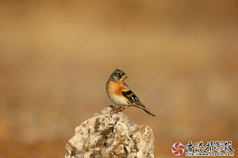 H46R9642_副本.jpg