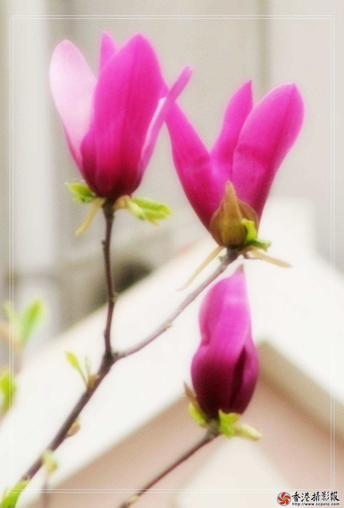 照片 017.之一.jpg