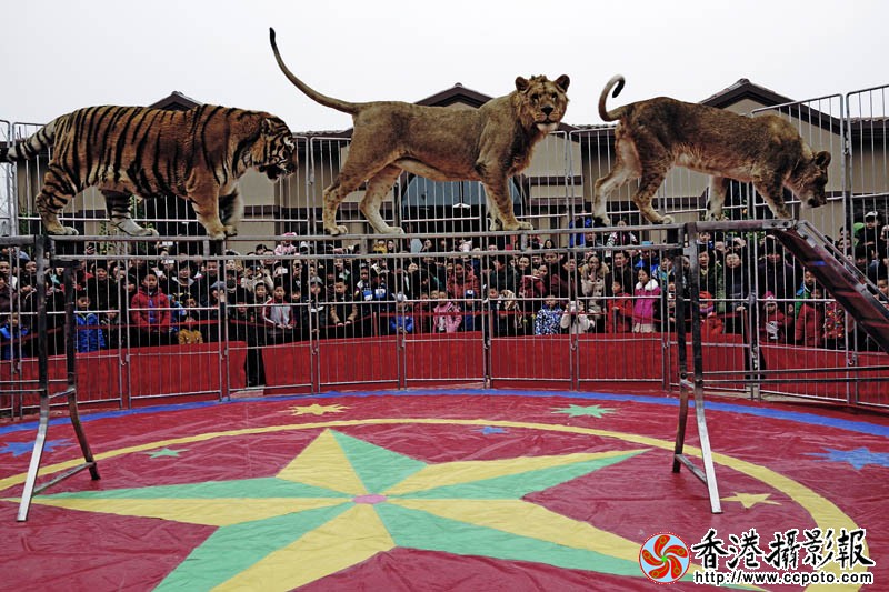 驯兽表演1..jpg
