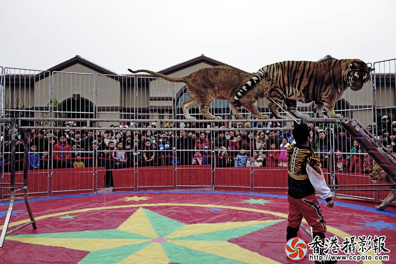 驯兽表演2..jpg