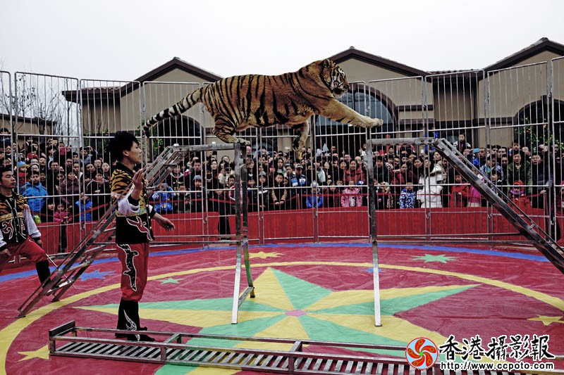 驯兽表演3..jpg