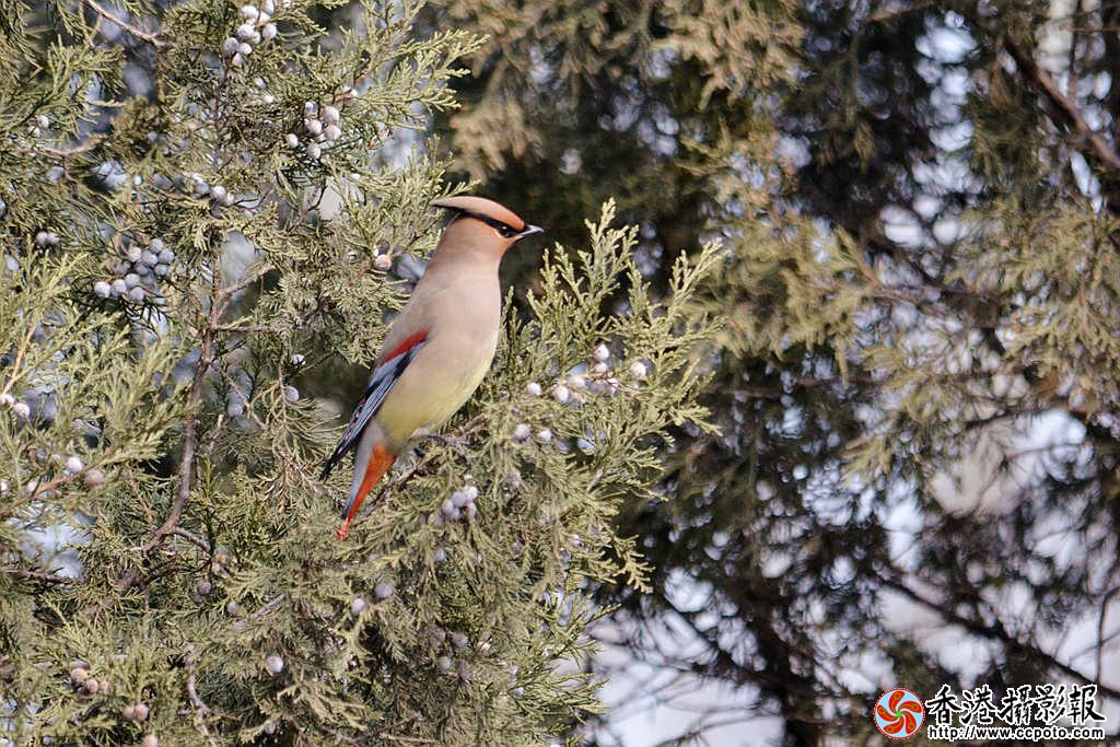 DSC_3557_副本.jpg